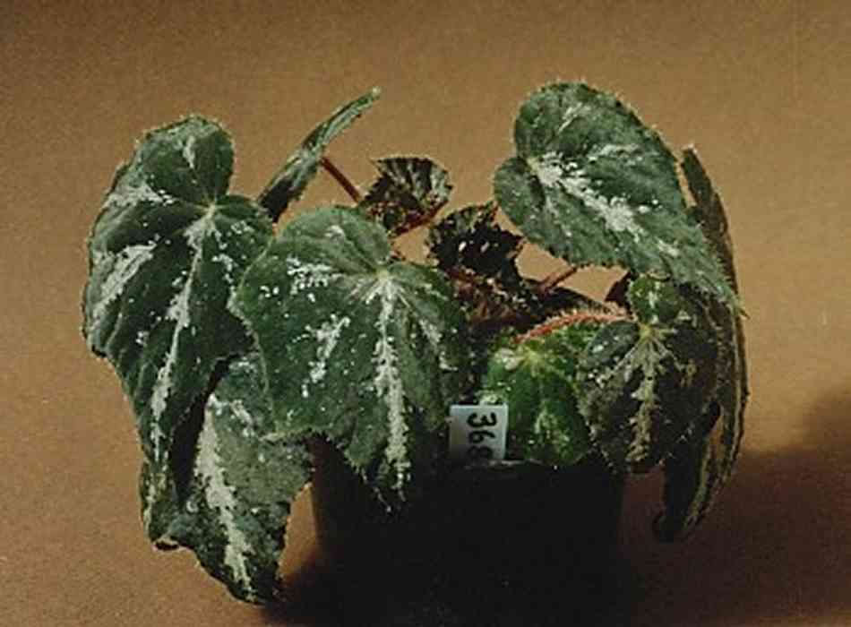 B. ‘Silver Reef’